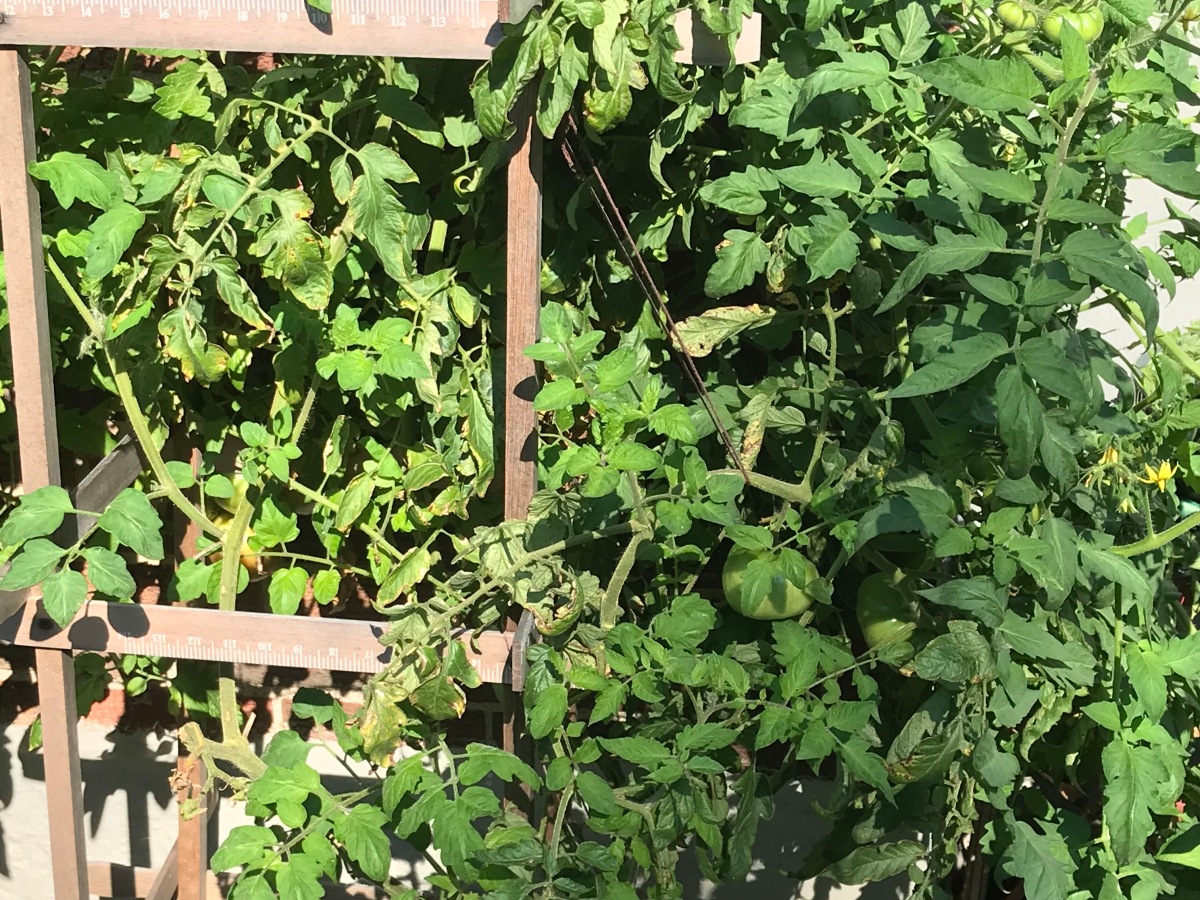 FWIW: Fighting Leaf Spot on tomato and pepper plants