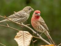 FWIW: The Return of the Finches